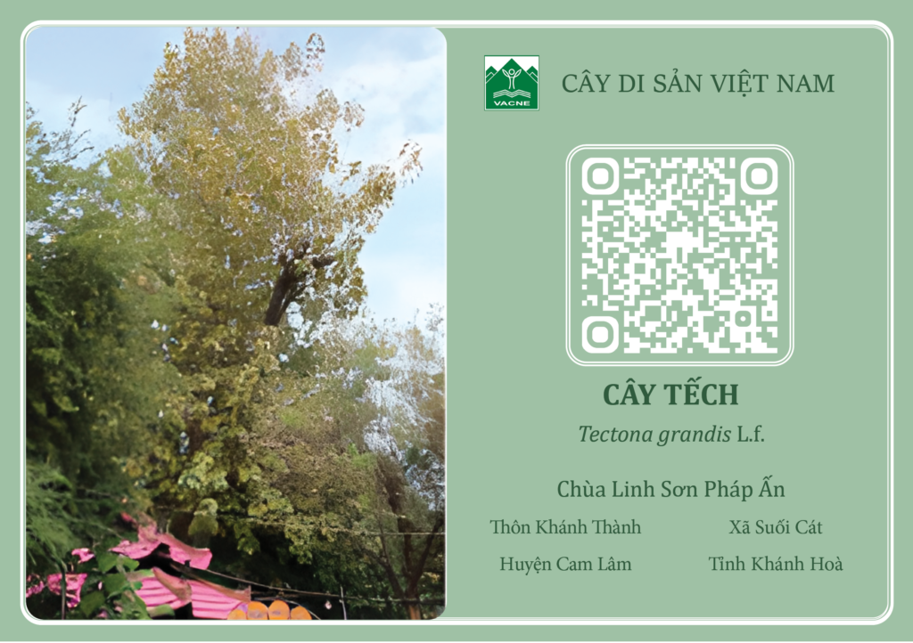 THÔNG TIN CÂY TẾCH - CÂY DI SẢN VIỆT NAM - ECoKhanhHoa