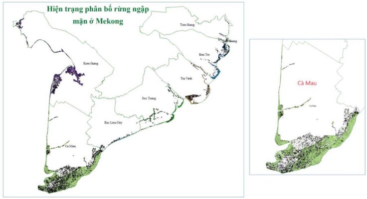 Hiện trạng phân bố rừng ngập mặn tại khu vực Đồng bằng sông Cửu Long.